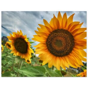 698a108d-e43c-4fc3-b9c4-82f4037a91bd