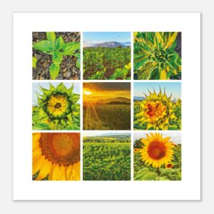 Progression of Life Under the Son art print in white frame