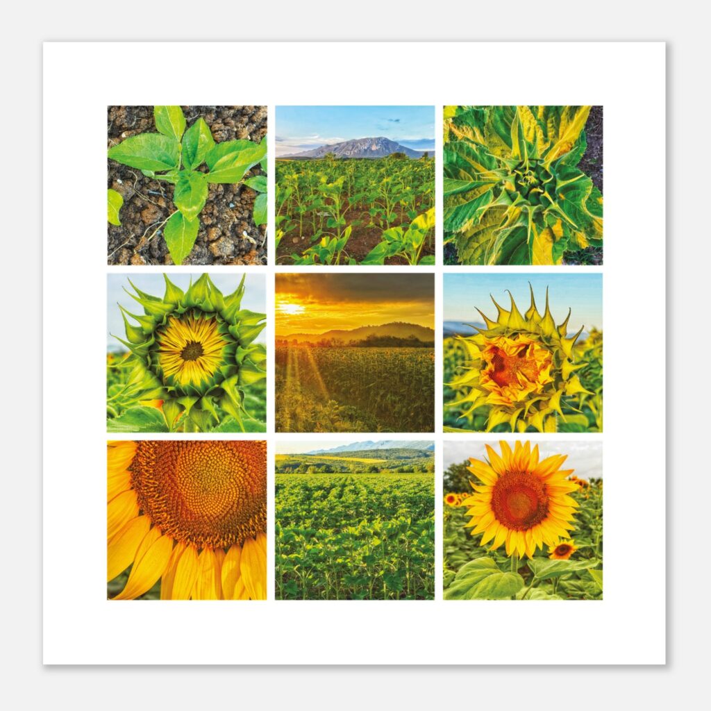 Life in the Sun special edition art print